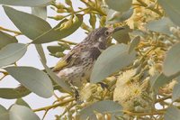 White-fronted Honeyeater - Phylidonyris albifrons