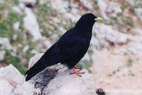 Yellow-billed Chough - Pyrrhocorax graculus