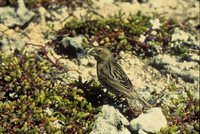 Laysan Finch - Telespiza cantans