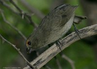 Greater Antillean Bullfinch - Loxigilla violacea