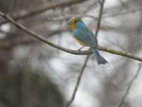 Orange-breasted Bunting - Passerina leclancherii