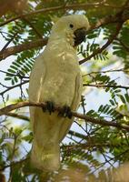 Yellow-crested Cockatoo