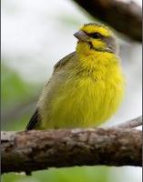 Yellow Fronted Green Singer