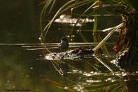 *NEW* Sooty Tyrannulet