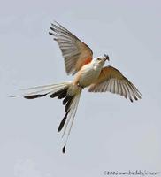 Scissor-tailed Flycatcher in flight