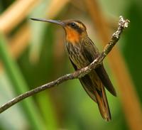 Saw-billed Hermit