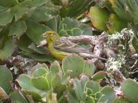 Canary, Mirador De Haria, Lanzarote, March 2006.