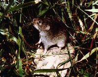 Prairie vole Microtus ochrogaster