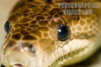 Photo of the head of a Cuban Boa stock photo