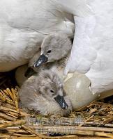 Two Mute Swan Cygnets , Abbotsbury Swannery , Dorset , England stock photo