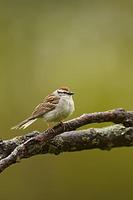 Chipping Sparrow ( Spizella passerina ) adult breeding plumage , Norwalk , Wisconsin USA stock p...