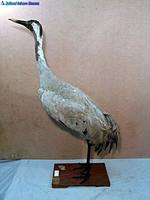 검은목두루미 Grus grus Common Crane