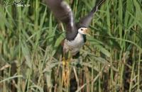 Amaurornis phoenicurus , 흰배뜸부기 - White-breasted Waterhen