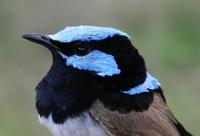 Malurus cyaneus Superb Fairy-wren male