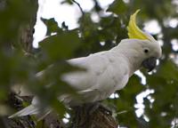 Sulphur Crested Cockatoo.jpg