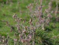 Red-throated Pipit (Anthus cervinus)