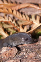 : Ambystoma texanum; Small-mouthed Salamder