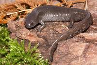 : Ambystoma texanum; Small-mouthed Salamder