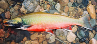 Dolly Varden Salvelinus malma malma