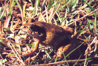 : Astylosternus ranoides