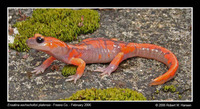 : Ensatina eschscholtzii platensis; Sierra Nevada Ensatina