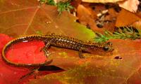 : Eurycea longicauda melanopleura; Dark-sided Salamander
