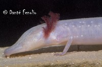 : Eurycea rathbuni; Texas Blind Salamander