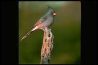 : Cardinalis sinuatus; Pyrrhuloxia