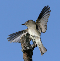 : Contopus sordidulus; Western Wood Pewee