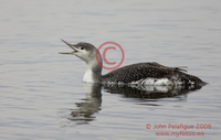 : Gavia stellata; Red-throated Loon