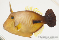 : Amanses scopas