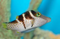 : Canthigaster aboinensis; Black-saddled Toby