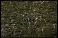 : Porphyrula martinica; Purple Gallinule