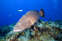 : Mycteroperca bonaci; Black Grouper