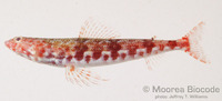 : Synodus binotatus
