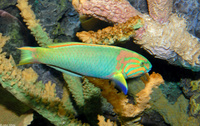 : Thalassoma lutescens; Sunset Wrasse