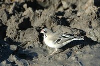 : Sporopipes squamifrons; Scaly-feathered Finch