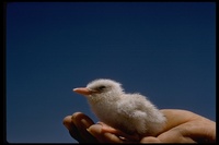 : Sterna elegans; Elegant Tern