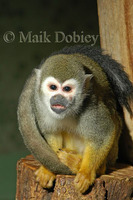 : Saimiri sciureus; Squirrel Monkey