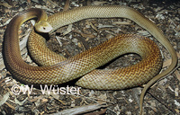 : Oxyuranus scutellatus scutellatus; Coastal Taipan