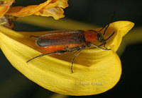 : Nemognatha cantharidis