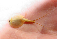 : Lepidurus sp.; Tadpole Shrimp