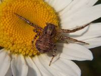 : Xysticus sp.; Crab Spider