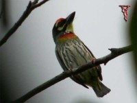 Coppersmith Barbet(Megalaima haemacephala)