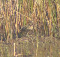 Greater Painted-Snipe (Rostratula benghalensis) 2005. január 4. Lake Suriwal, Ranthambhore