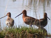 Asian Dowitchers. Achit Nuur, 30 May.