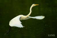 Great Egret 大白鷺