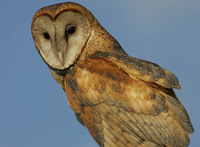 Barn Owl