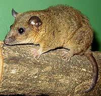 СЕРЫЙ ГОЛОХВОСТЫЙ ОПОССУМ (Monodelphis domestica)