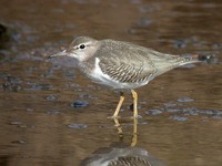 Spotted Sandpiper